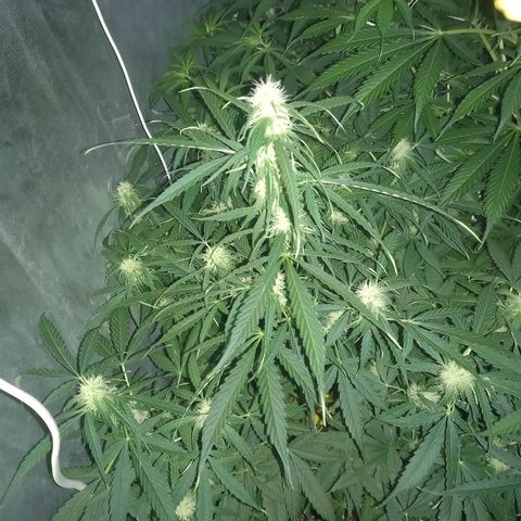 Génétique inconnue growlog timeline photo