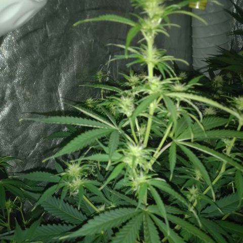 Génétique inconnue growlog timeline photo