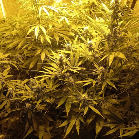 Génétique inconnue growlog timeline photo