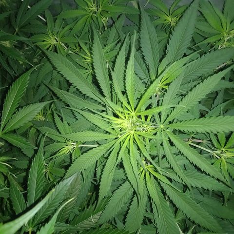 Génétique inconnue growlog timeline photo