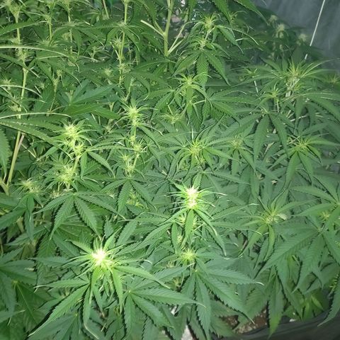 Génétique inconnue growlog timeline photo