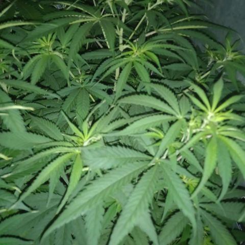 Génétique inconnue growlog timeline photo