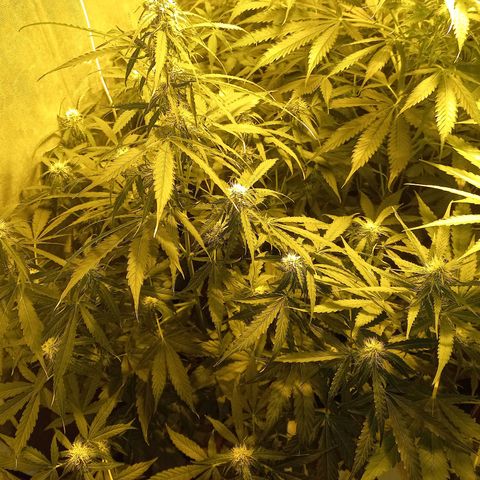 Génétique inconnue growlog timeline photo