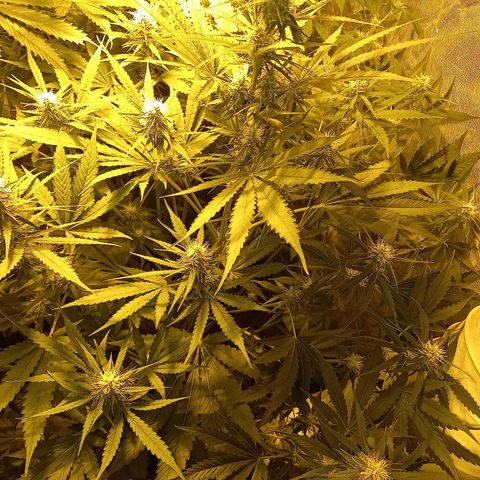 Génétique inconnue growlog timeline photo