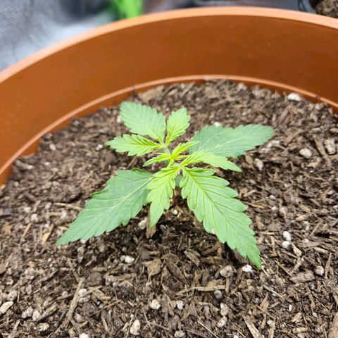 Royal Jack Here Auto #1 growlog timeline photo