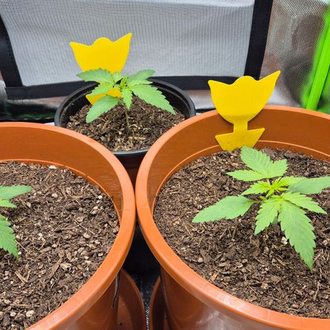 Royal Jack Here Auto #1 growlog timeline photo