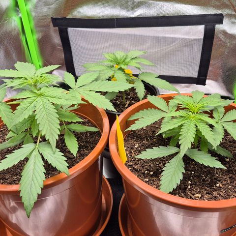 Royal Jack Here Auto #1 growlog timeline photo