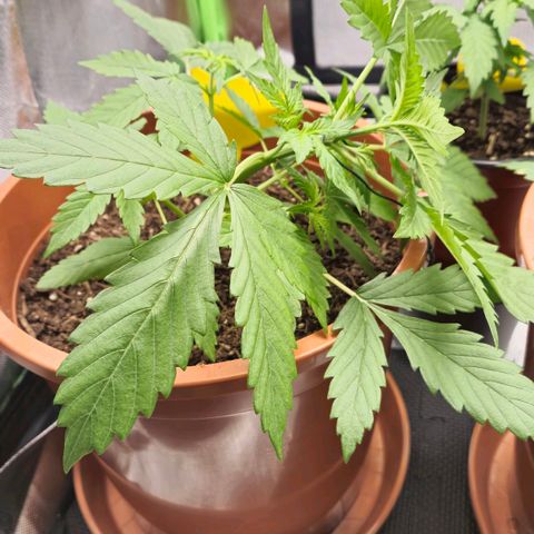 Apple Fritter growlog photo: Low-Stress-Training