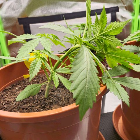 Apple Fritter growlog photo: Low-Stress-Training