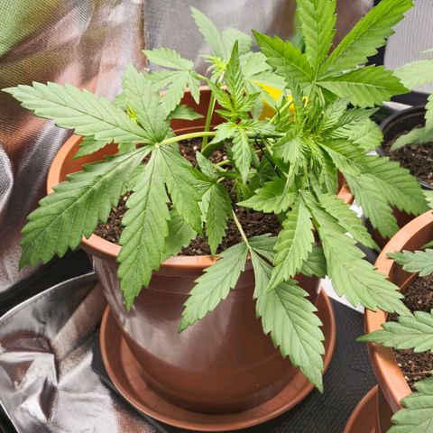 Apple Fritter growlog photo: Low-Stress-Training