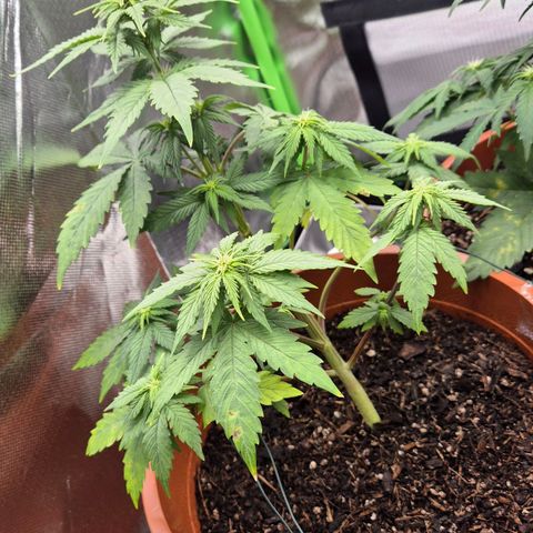 Apple Fritter growlog timeline photo