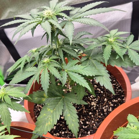Royal Jack Here Auto #2 growlog timeline photo