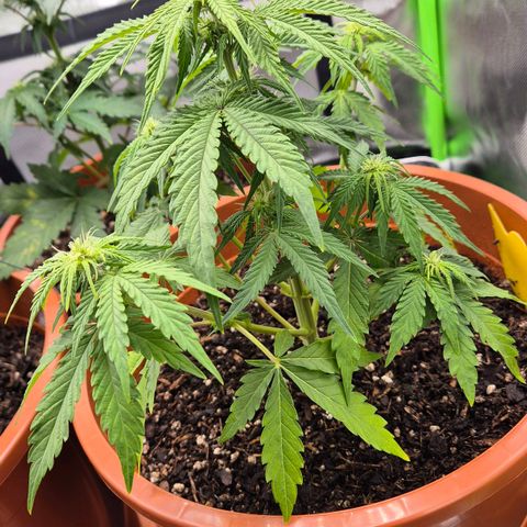 Royal Jack Here Auto #1 growlog timeline photo