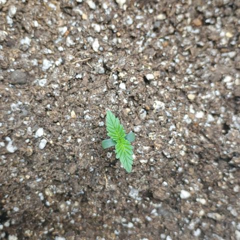 Colombia Dreams Haze  growlog timeline photo