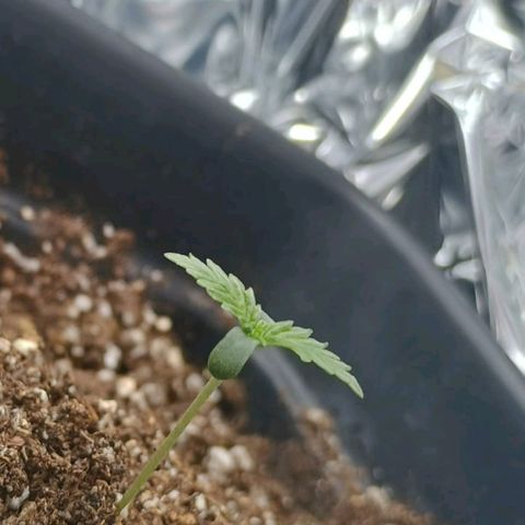 Colombia Dreams Haze  growlog timeline photo