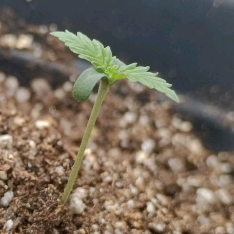Colombia Dreams Haze  growlog timeline photo