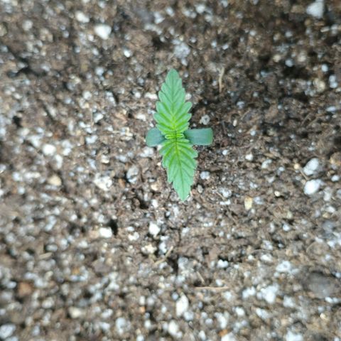 Colombia Dreams Haze  growlog timeline photo