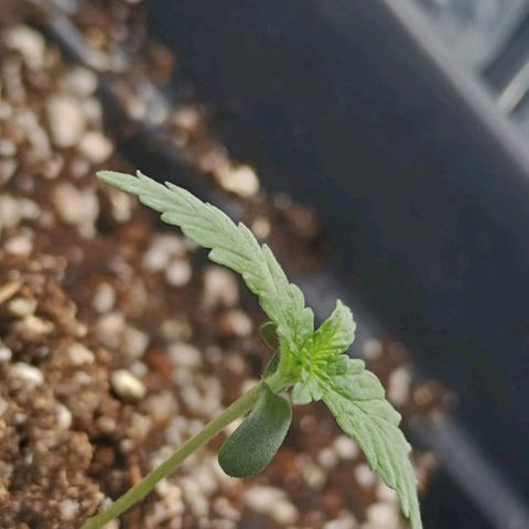 Colombia Dreams Haze  growlog timeline photo