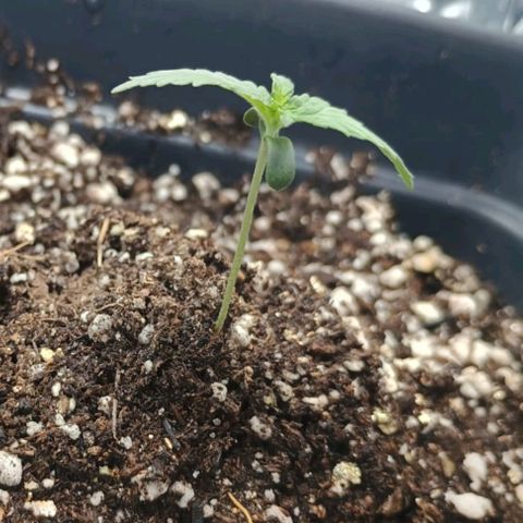 Colombia Dreams Haze  growlog timeline photo