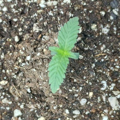 Colombia Dreams Haze  growlog timeline photo