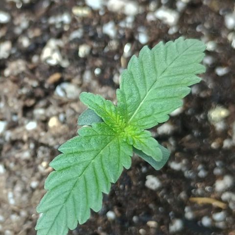 Colombia Dreams Haze  growlog timeline photo