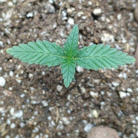 Colombia Dreams Haze  growlog timeline photo