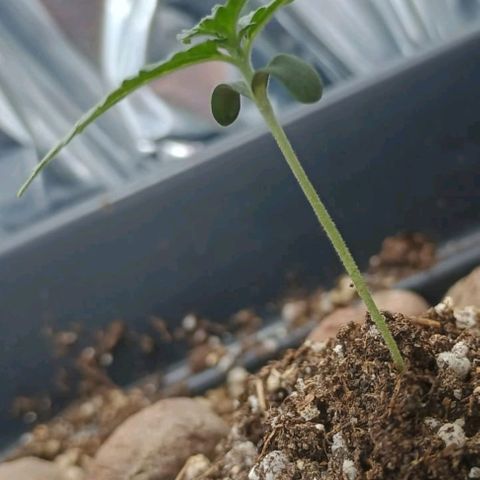 Colombia Dreams Haze  growlog timeline photo