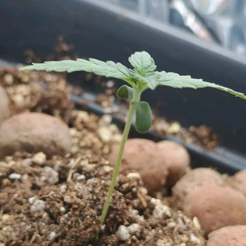 Colombia Dreams Haze  growlog timeline photo