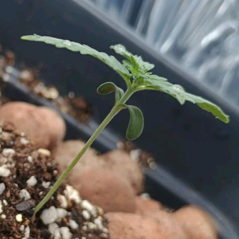 Colombia Dreams Haze  growlog timeline photo