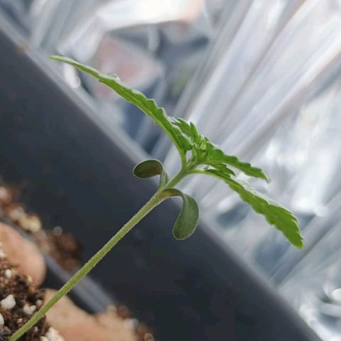 Colombia Dreams Haze  growlog timeline photo