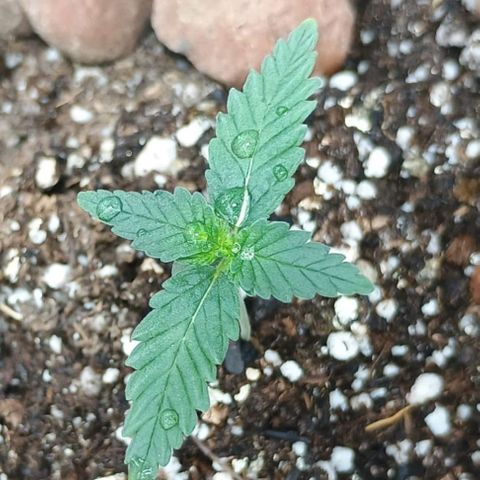 Colombia Dreams Haze  growlog timeline photo