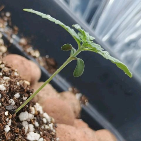 Colombia Dreams Haze  growlog timeline photo