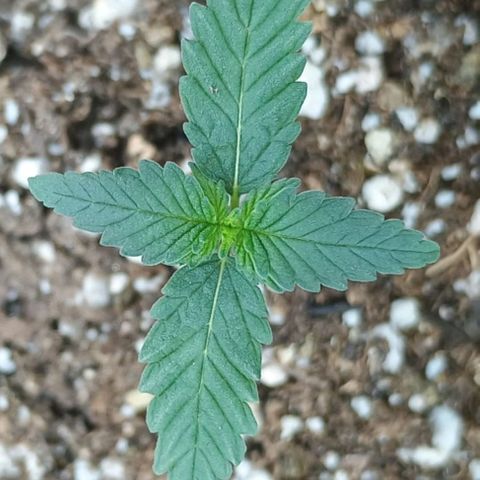 Colombia Dreams Haze  growlog timeline photo