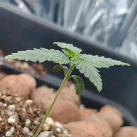 Colombia Dreams Haze  growlog timeline photo