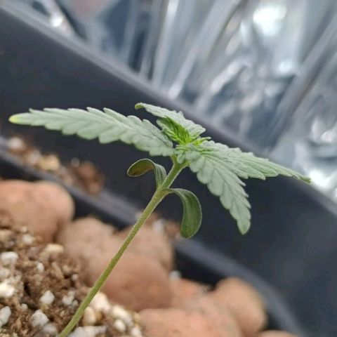 Colombia Dreams Haze  growlog timeline photo