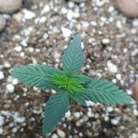 Colombia Dreams Haze  growlog timeline photo