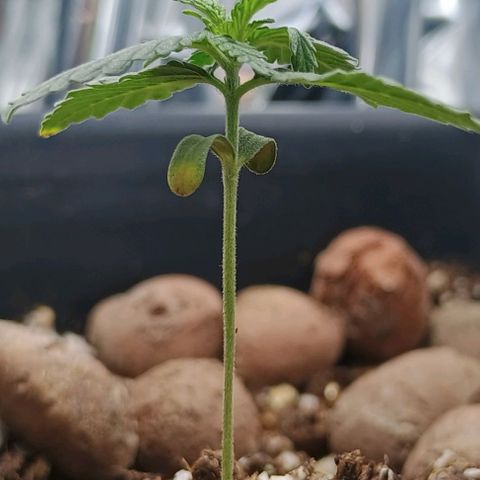 Colombia Dreams Haze  growlog timeline photo