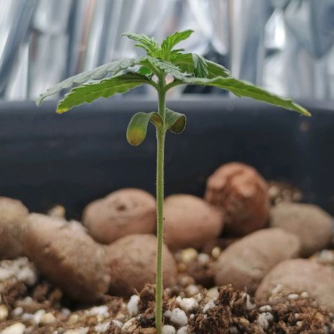 Colombia Dreams Haze  growlog timeline photo
