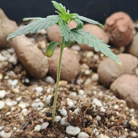 Colombia Dreams Haze  growlog timeline photo