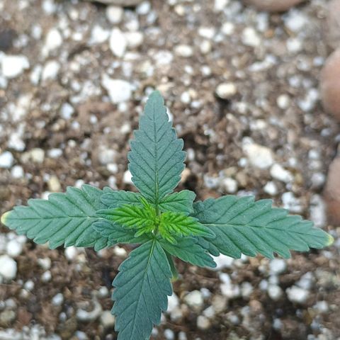 Colombia Dreams Haze  growlog timeline photo