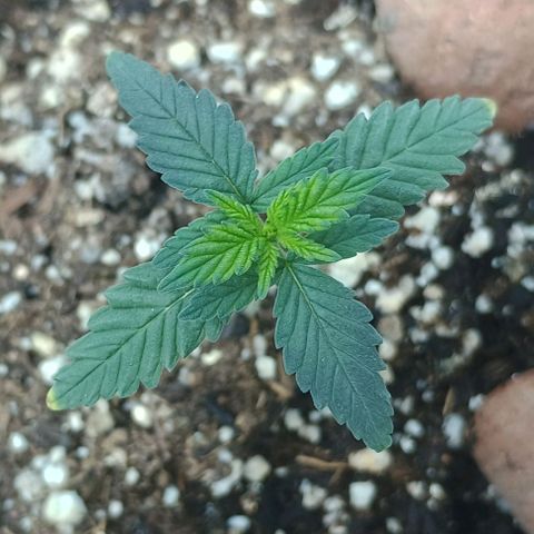 Colombia Dreams Haze  growlog timeline photo