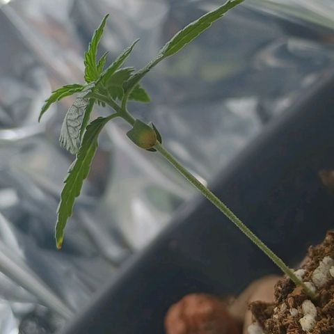 Colombia Dreams Haze  growlog timeline photo