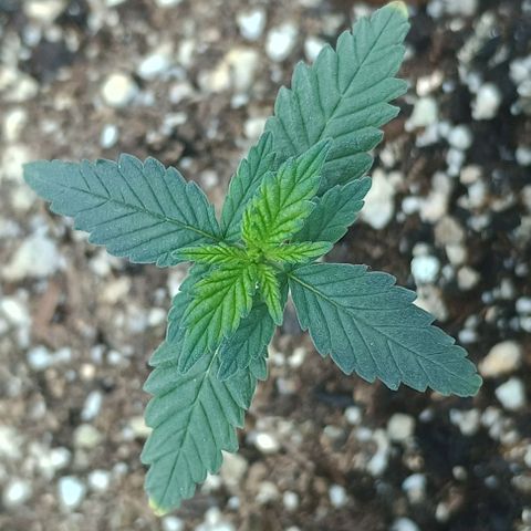 Colombia Dreams Haze  growlog timeline photo