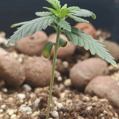 Colombia Dreams Haze  growlog timeline photo