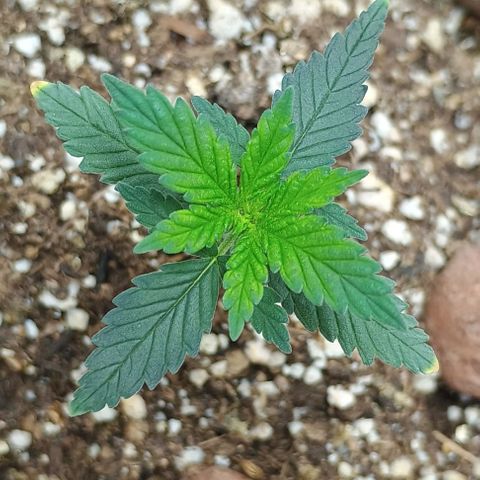 Colombia Dreams Haze  growlog timeline photo