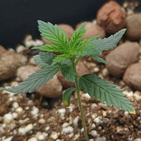 Colombia Dreams Haze  growlog timeline photo