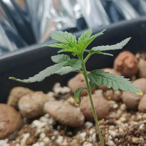 Colombia Dreams Haze  growlog timeline photo