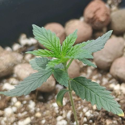 Colombia Dreams Haze  growlog timeline photo