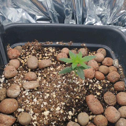 Colombia Dreams Haze  growlog timeline photo