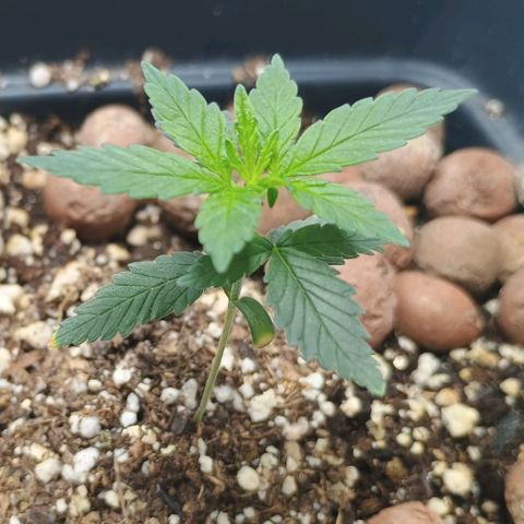 Colombia Dreams Haze  growlog timeline photo